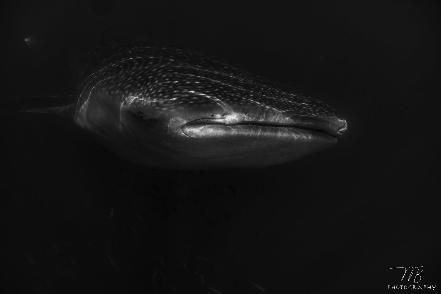 Whale Shark Wonder B&W