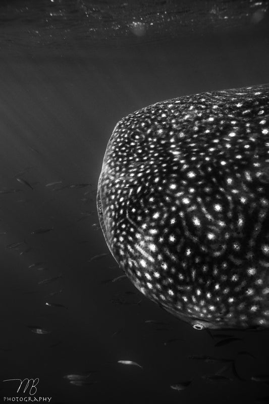 Polka Dot Titan B&W