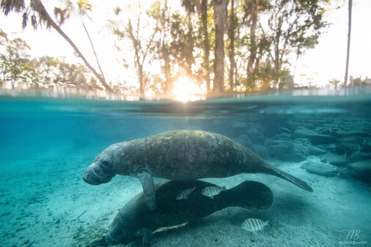 Sea Cow Sunrise