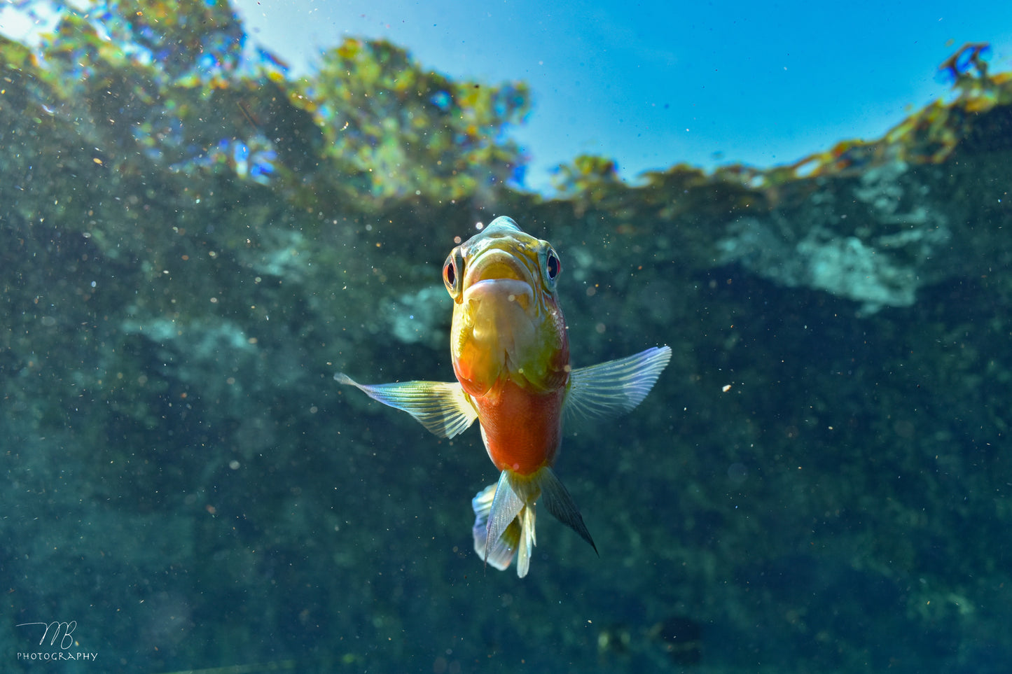 Sunlit Sunfish